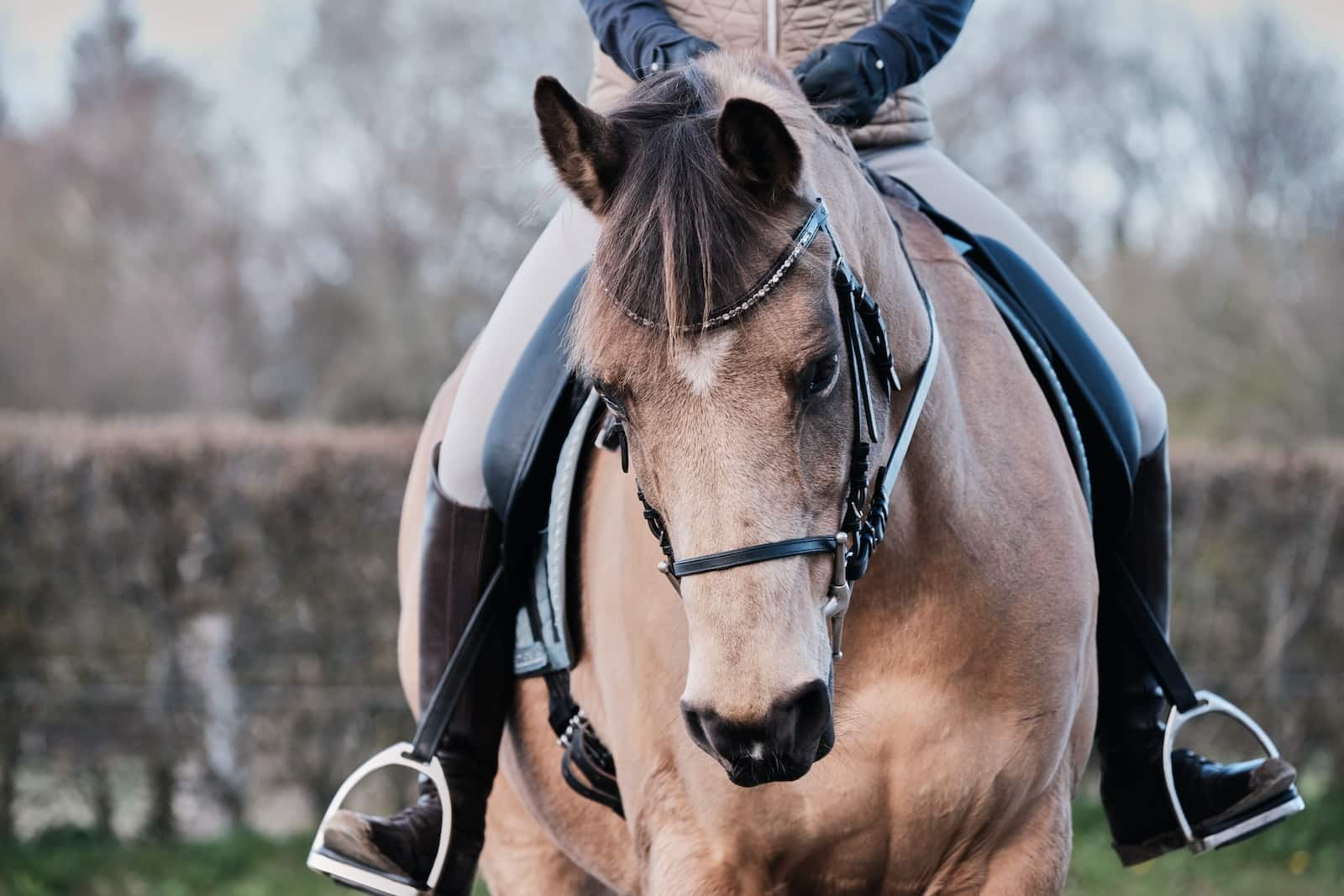 brown horse with black leather strap on head