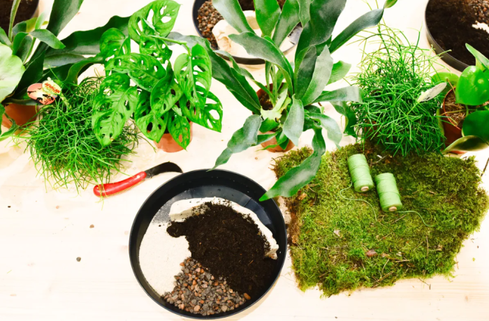 Atelier : Fabriquer son Kokedama 1 Capture decran 2024 04 11 172734